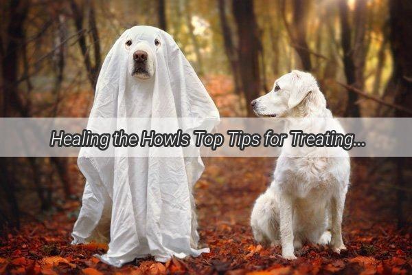 Healing the Howls Top Tips for Treating Your Dogs Skin Scratches